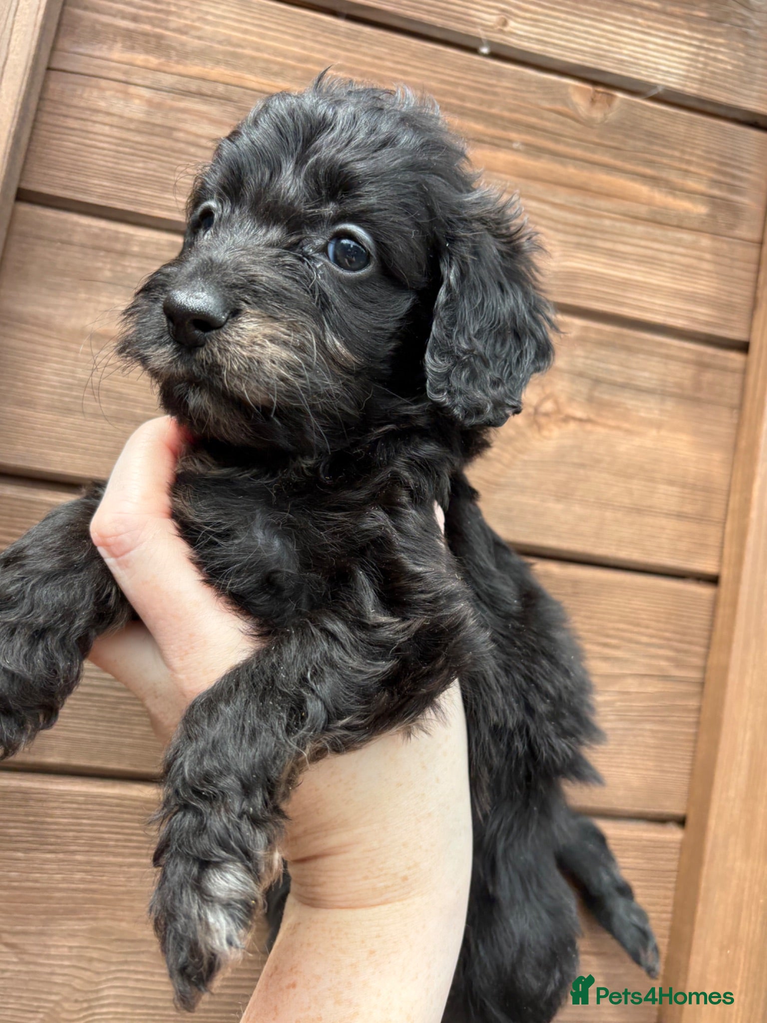 Cockapoo dogs Beautiful F1 Cockapoo Puppies 🧡 - Advert 2