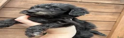 Cockapoo dogs for sale:  F1 Cockapoo Puppy  🧡READY NOW❤️ - Advert 9