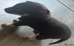 Chihuahua dogs for sale: Beautiful Chihuahua Litter - Image 6