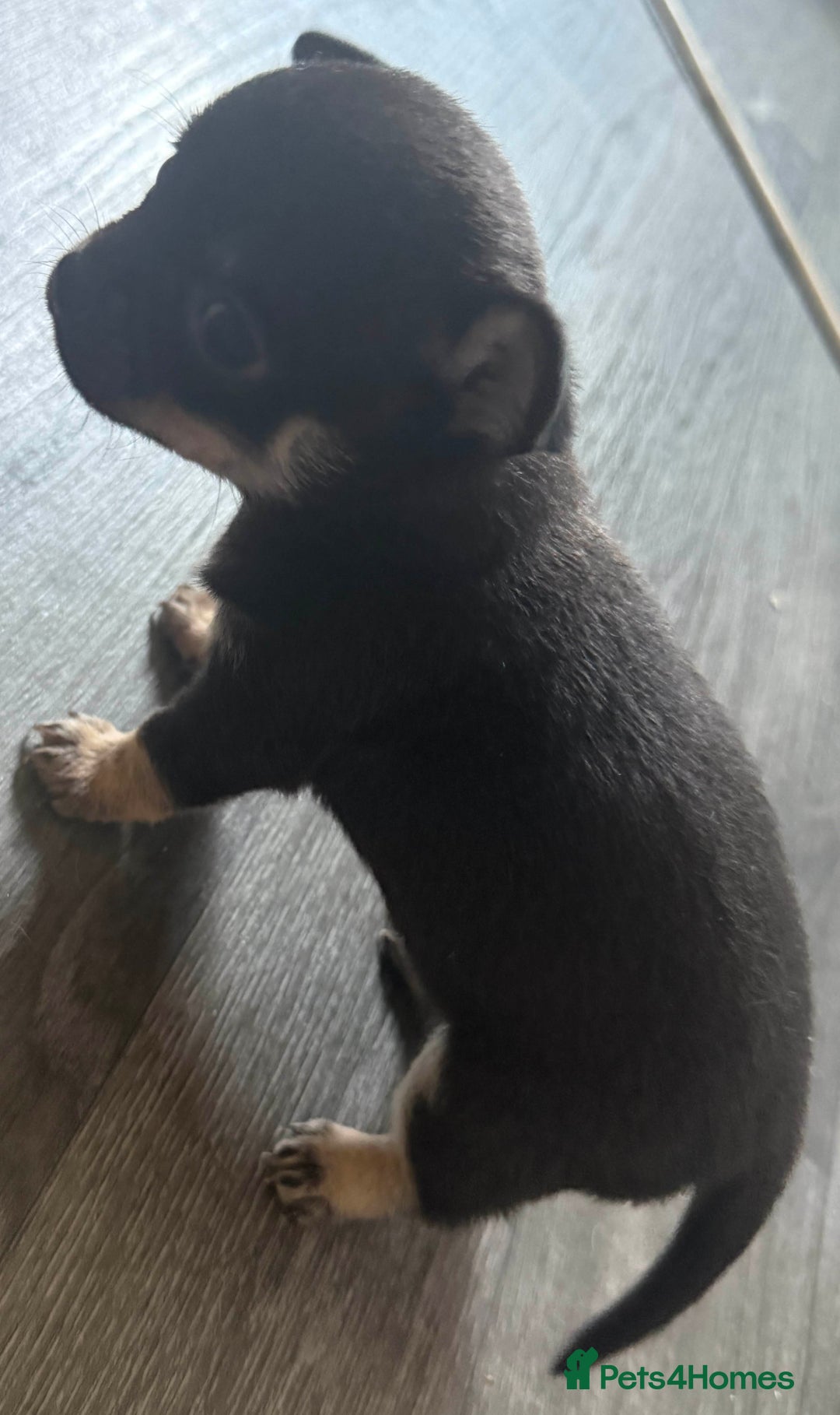 Chihuahua dogs for sale: Beautiful Chihuahua Litter - Image 6
