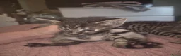 Savannah cats for sale: F3 savannah kittens - Advert 17