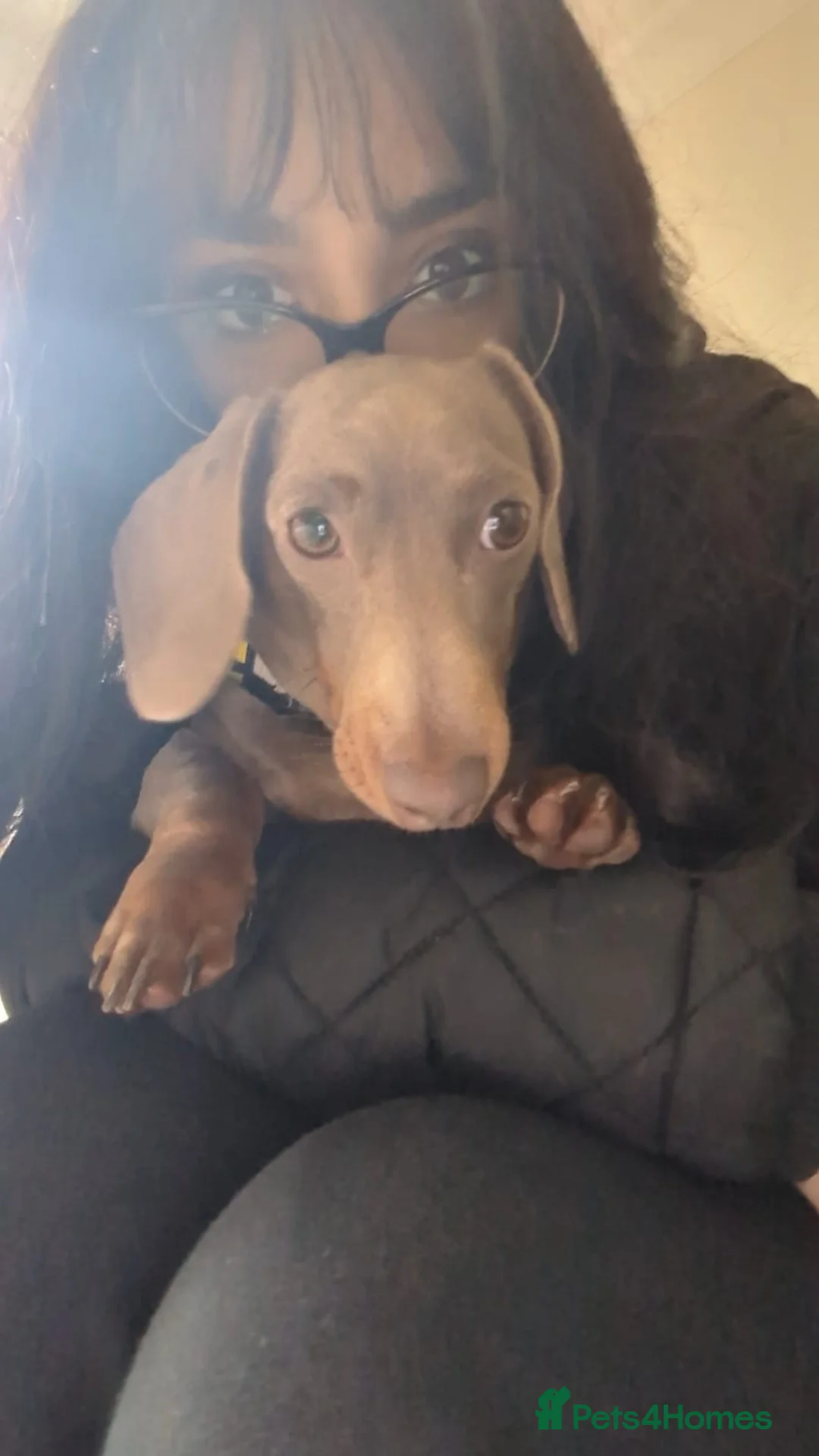 Dachshund dogs for sale: Miniature Dachsund in Sutton Coldfield - Advert 2
