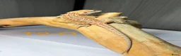Bearded Dragon reptiles for sale: Baby Bearded Dragons available  - Advert 9