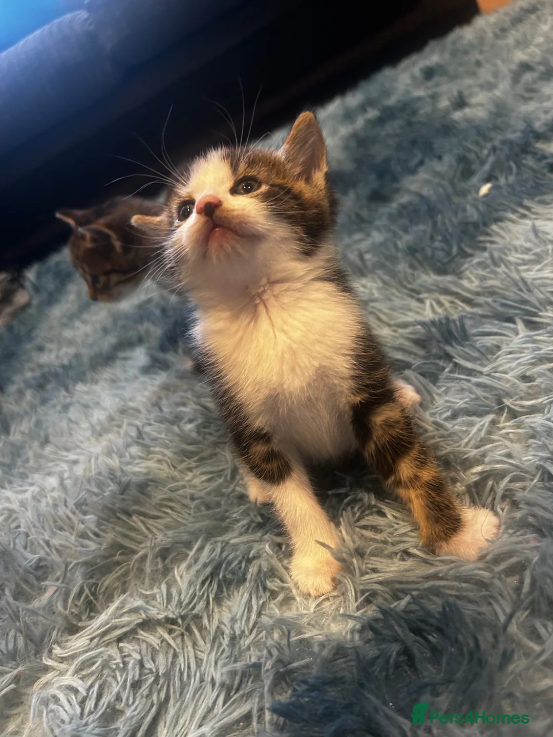 Domestic Shorthair cats for sale: Kittens for sale  - Advert 2