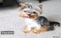 Yorkshire Terrier dogs for sale: Miniature Yorkshire Terrier Puppies - Image 3