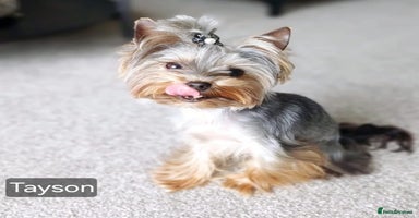Yorkshire Terrier dogs - Advert 1