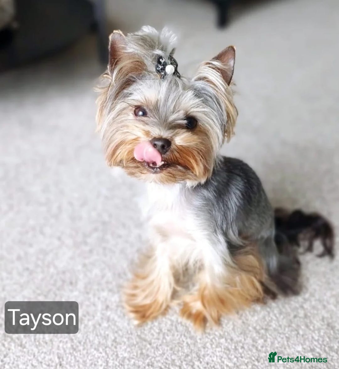 Yorkshire Terrier dogs for sale: Miniature Yorkshire Terrier Puppies - Image 3