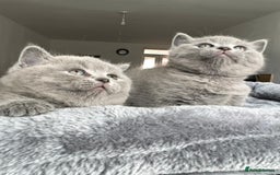 British Shorthair cats for sale: BEAUTIFUL CHAMPION BLOODLINE BRITISH SHORTHAIR - Image 3