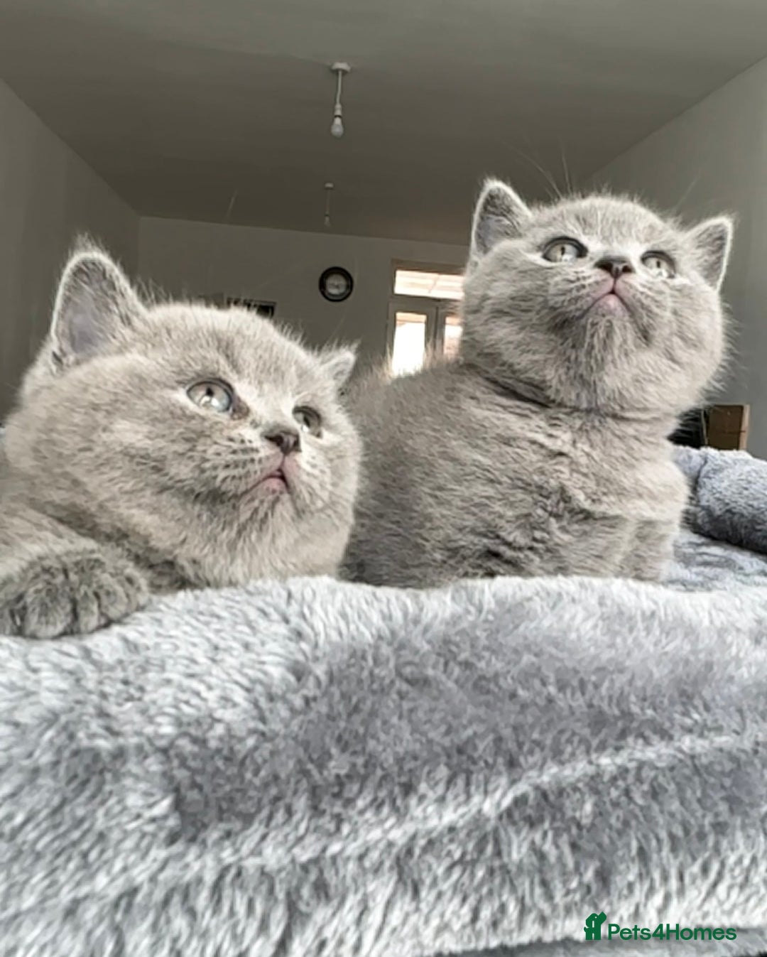 British Shorthair cats for sale: BEAUTIFUL CHAMPION BLOODLINE BRITISH SHORTHAIR - Image 3