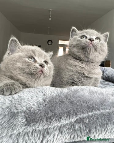 British Shorthair cats - Advert 4