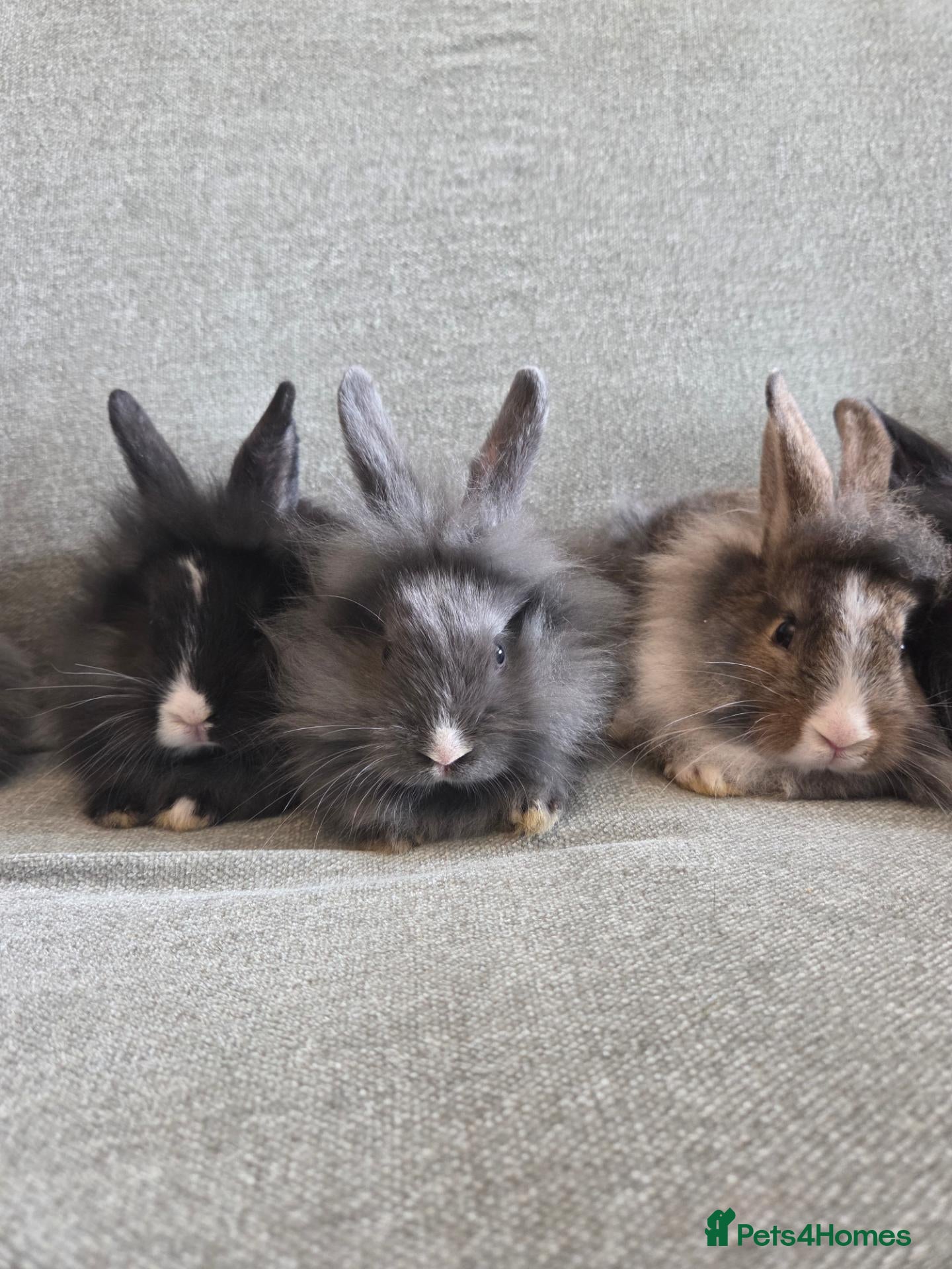 Lionhead rabbits £30 each Very tame 8wk lion head baby bunnies  - Advert 2