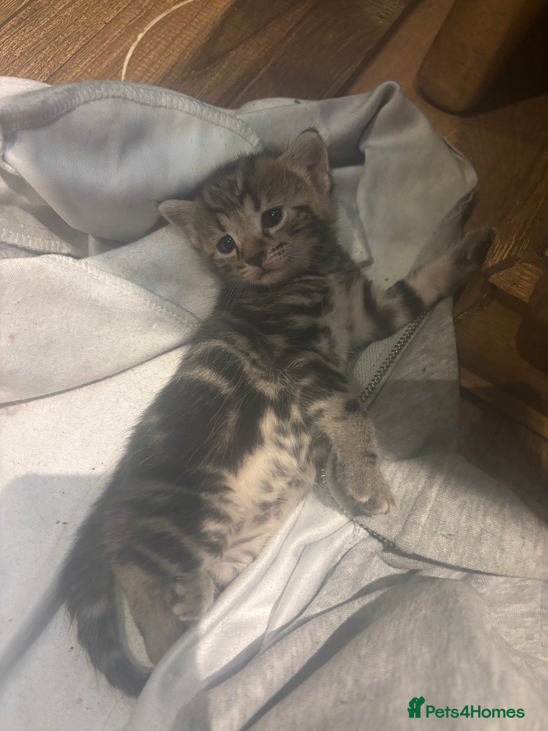 Mixed Breed cats for sale: Ragdoll mixbreed kittens for new home  - Image 10