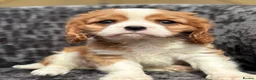Cavalier King Charles Spaniel dogs for sale: Extensively health tested cavalier puppies  - Advert 19