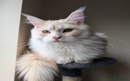 Maine Coon cats for sale: Adult Male Cream Smoke Maine Coon for Sale - Image 3