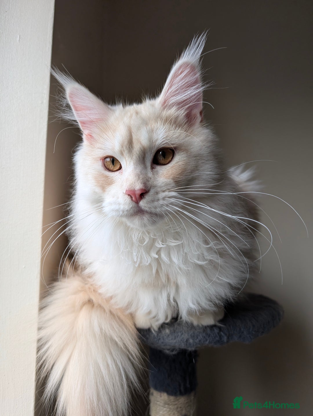 Maine Coon cats for sale: Adult Male Cream Smoke Maine Coon for Sale - Image 3