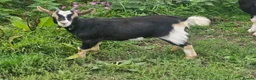 Goats livestock for sale: Pigmy goats female - Advert 5