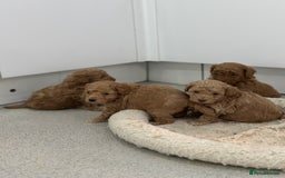 Toy Poodle dogs for sale: Tiny toy poodle boys  - Advert 4