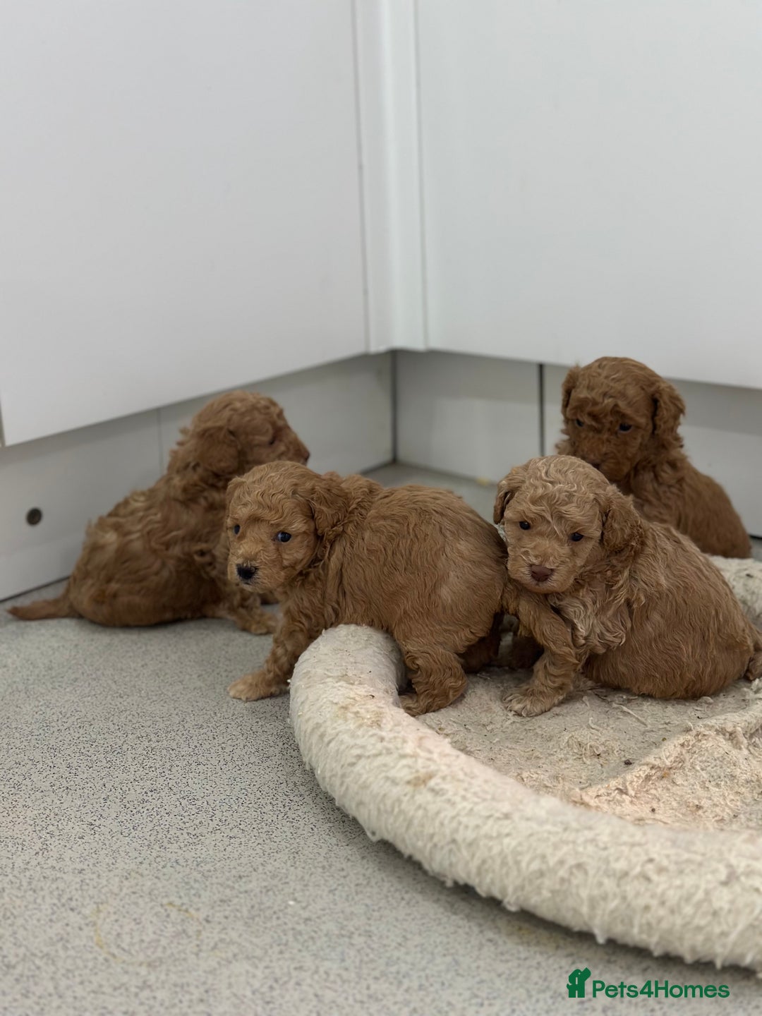 Toy Poodle dogs for sale: Tiny toy poodle boys  - Advert 4