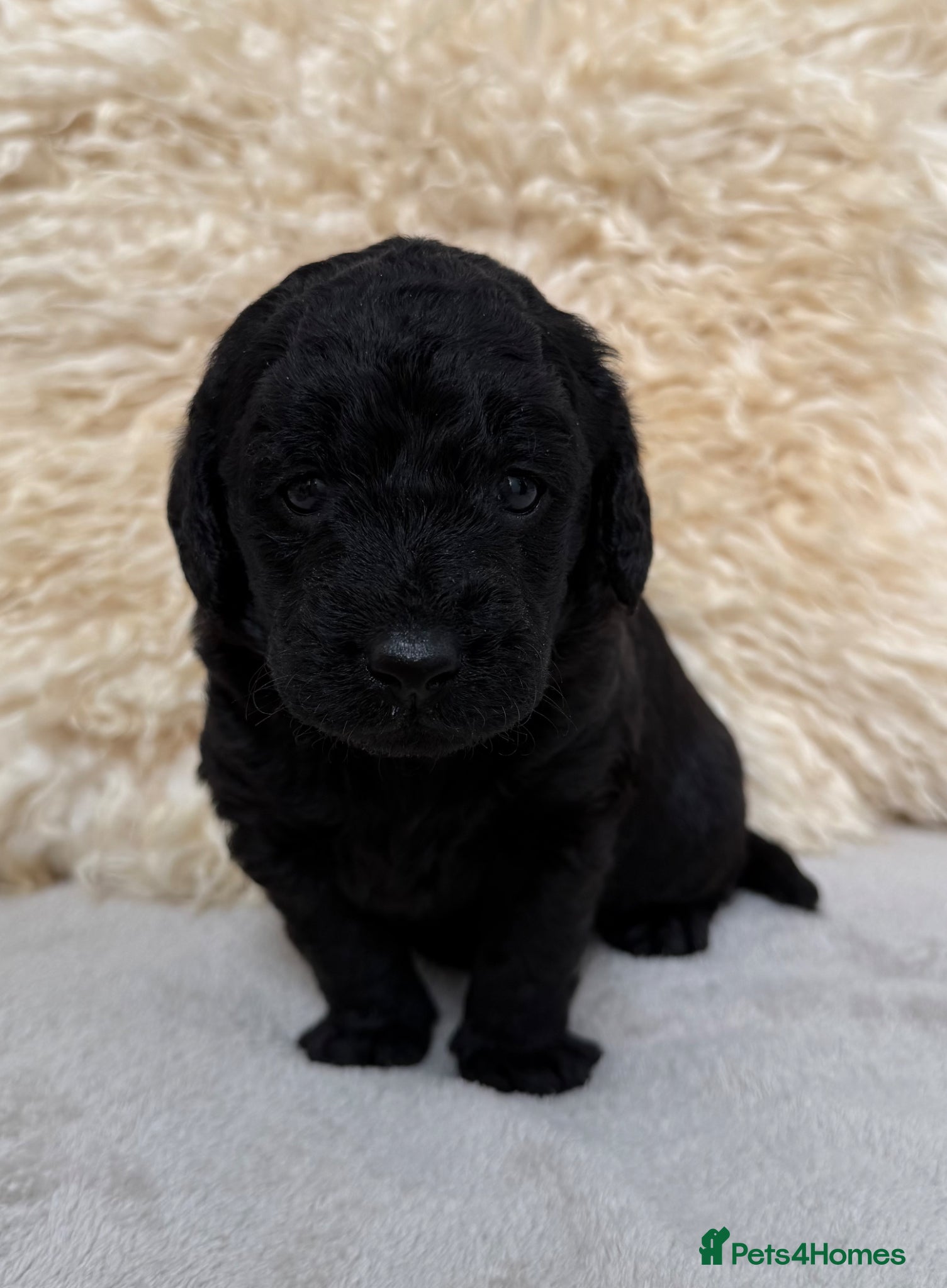 Labradoodle dogs for sale: Fabulous F1 labradoodles  - Advert 6