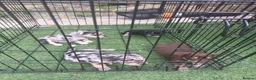 Jack Chi dogs for sale: Jack Cross chihuahua  in Dorchester - Advert 1