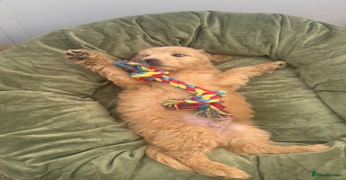 Goldendoodle dogs - Advert 3