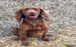 Cocker Spaniel dogs for stud: KC Reg, health tested Working cocker Spaniel in Barnsley - Image 5