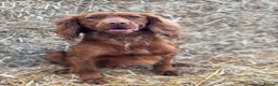 Cocker Spaniel dogs for stud: KC Reg, health tested Working cocker Spaniel in Barnsley - Advert 5