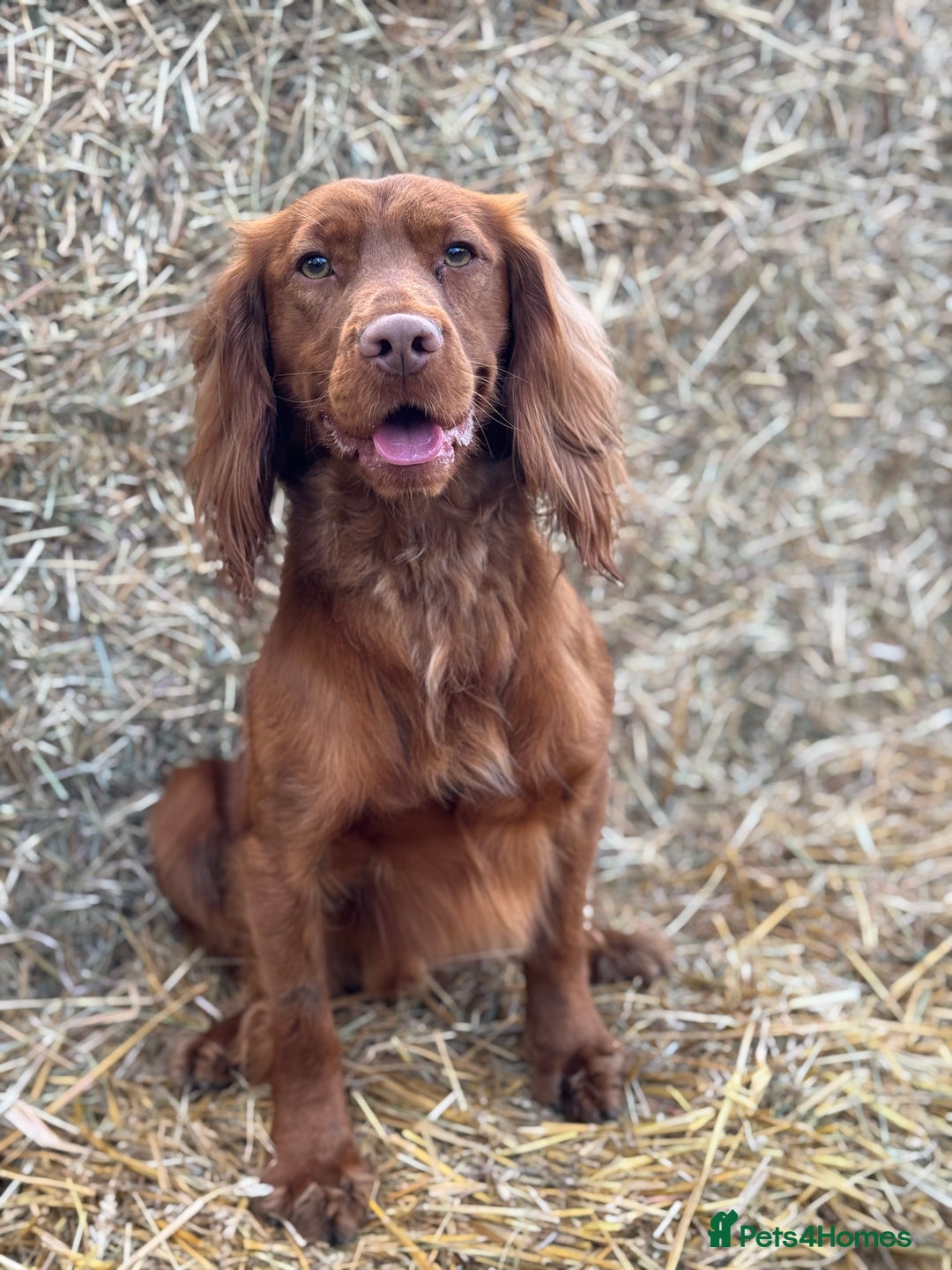 Cocker Spaniel dogs for stud: KC Reg, health tested Working cocker Spaniel in Barnsley - Image 5