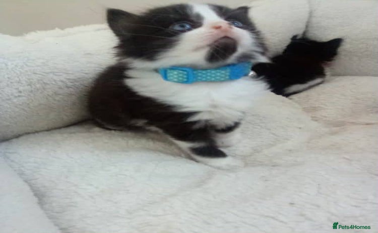 Mixed Breed cats - Advert 10