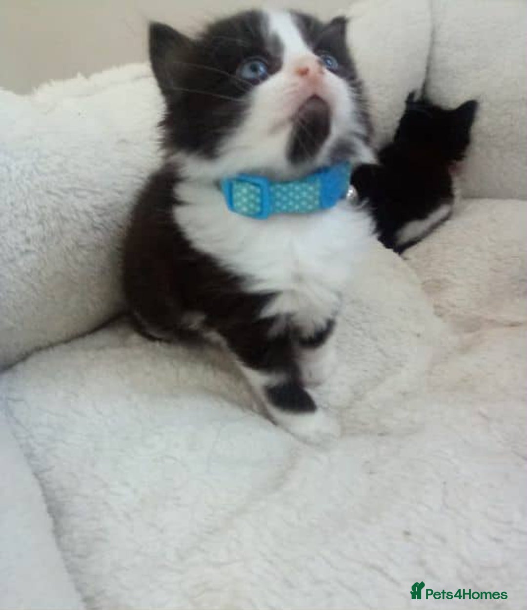 Mixed Breed cats for sale: Boy and girl kitten  - Image 1
