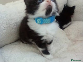 Mixed Breed cats - Advert 9