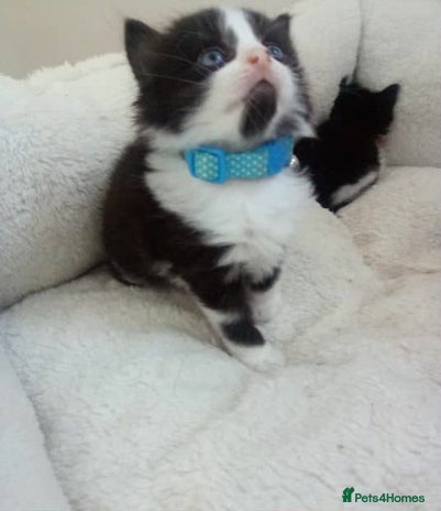 Mixed Breed cats - Advert 6