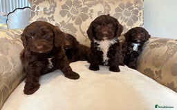 Cockapoo dogs for sale: Beautiful Cockapoo Puppies  - Image 2