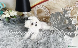 Maltese dogs for sale: Tiny KC Reg. Korean Line Maltese- by Emperatrice - Image 17