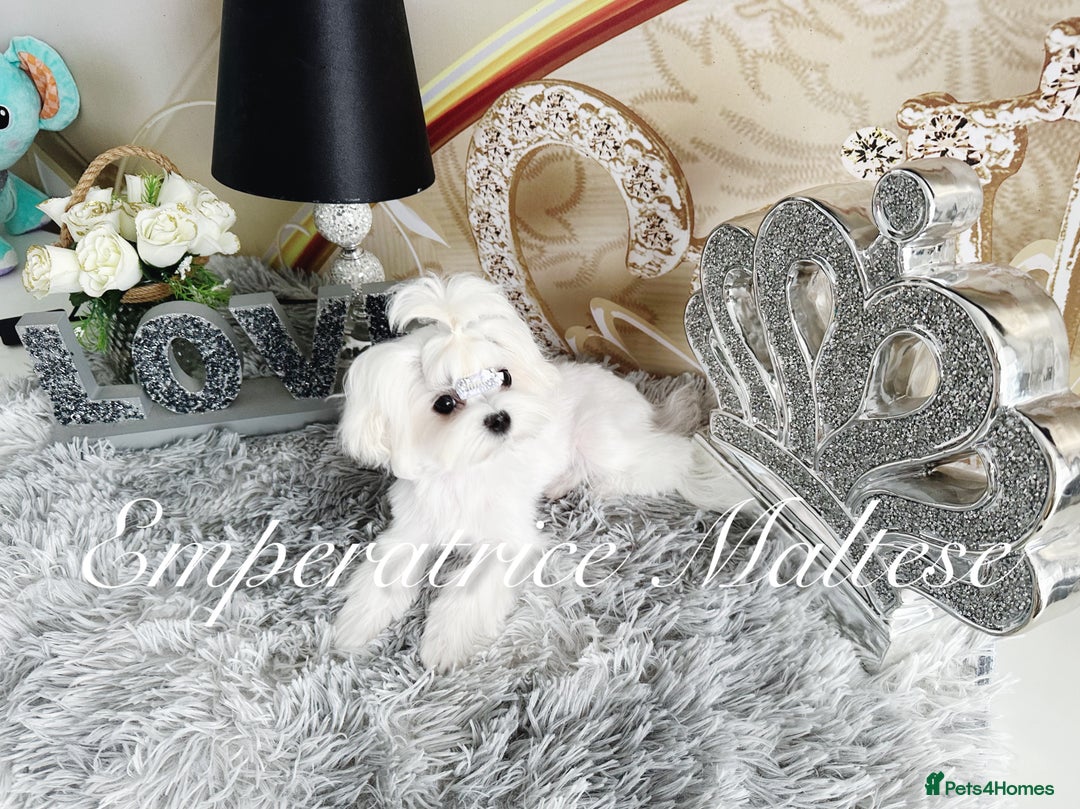 Maltese dogs for sale: Tiny KC Reg. Korean Line Maltese- by Emperatrice - Image 17
