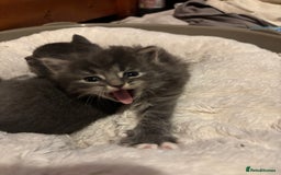 British Shorthair cats for sale: Beautiful grey kitten male  - Image 3