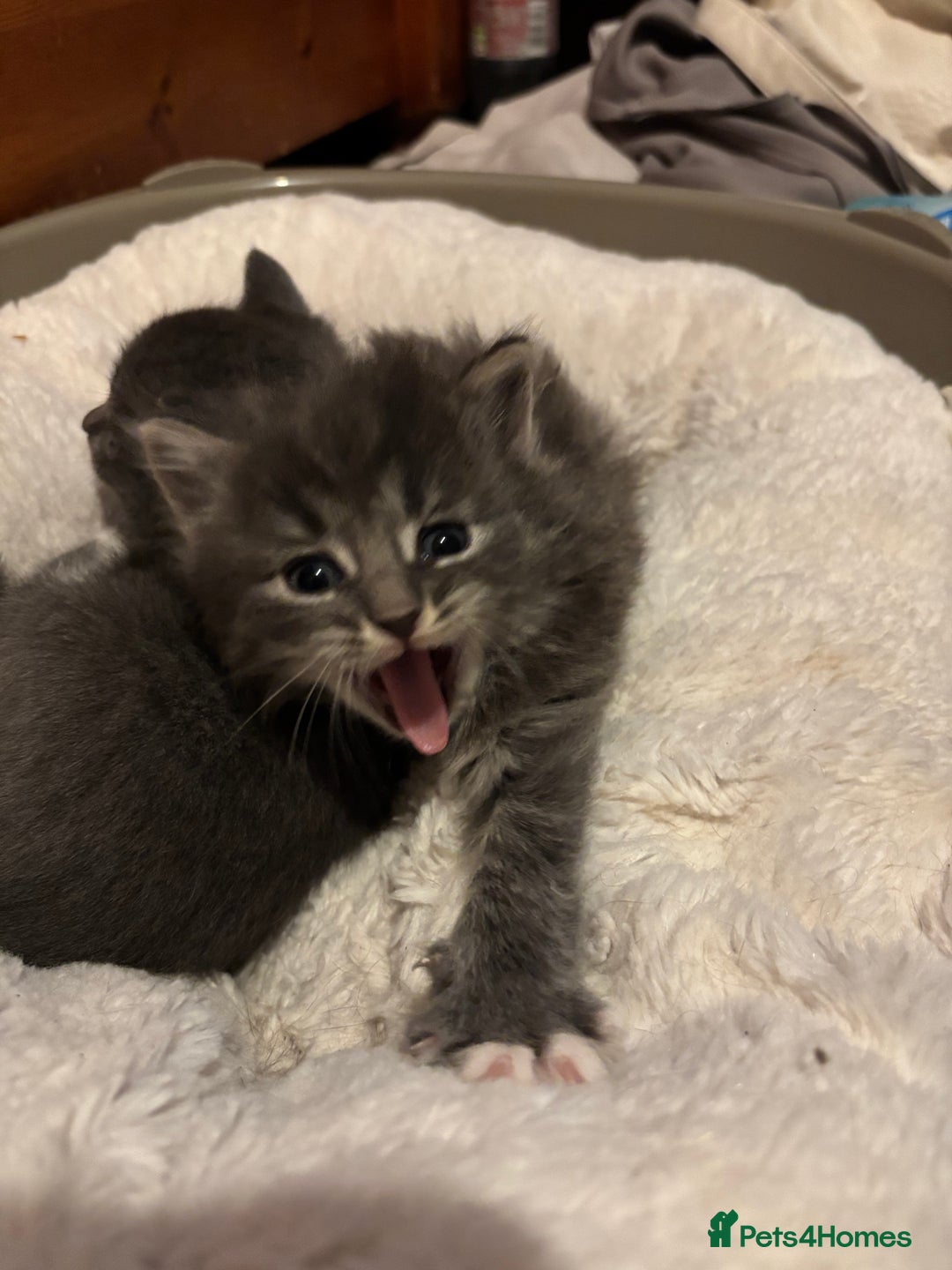 British Shorthair cats for sale: Beautiful grey kitten male  - Image 3