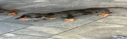 Miniature Dachshund dogs for sale: Miniature dachshund pups - Advert 13