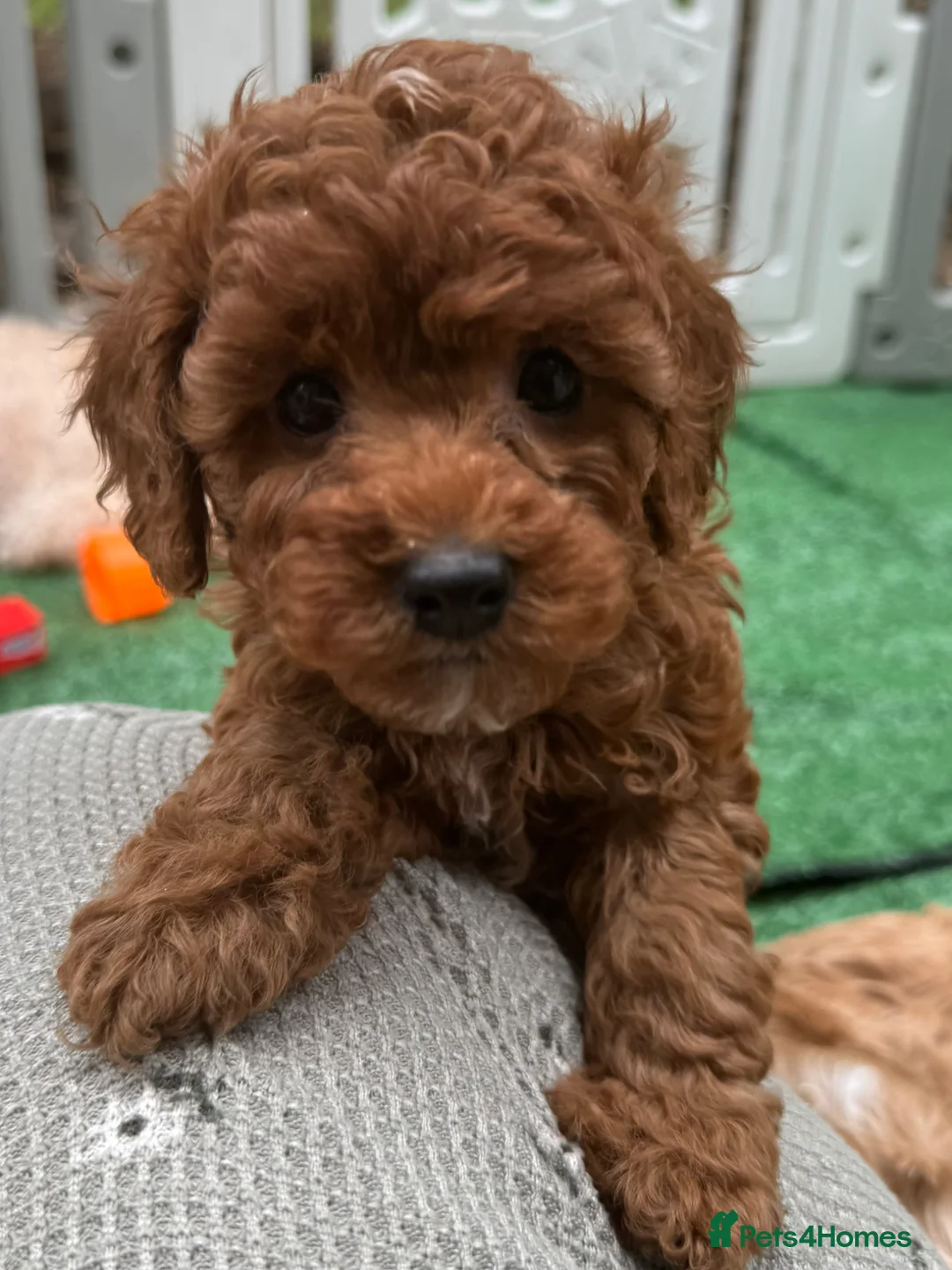 Miniature Poodle dogs for stud: PROVEN Miniature Merle Poodle 🩷🌸 - Advert 15