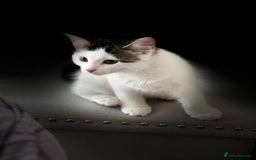 Mixed Breed cats for adoption: Rescue kitten Pixi needs forever home - Image 3