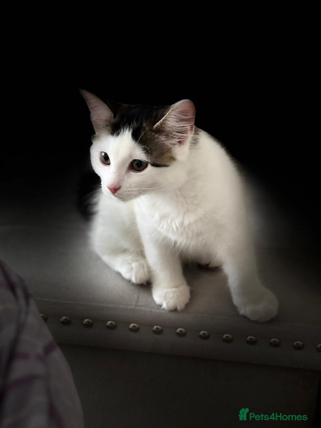 Mixed Breed cats for adoption: Rescue kitten Pixi needs forever home - Image 3