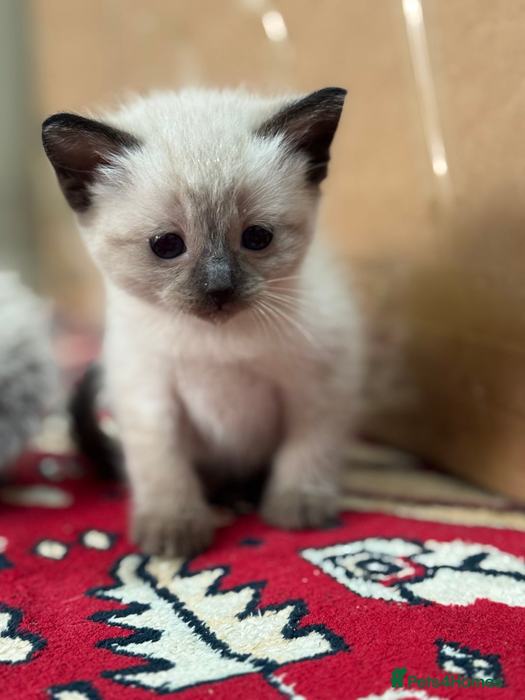 Ragdoll cats for sale: stunning kittens  - Image 9