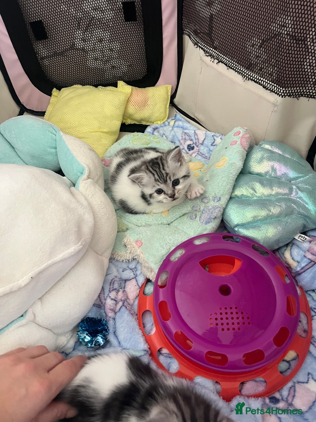 Persian cats for sale: Doll face Persian x - Image 6