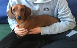 Miniature Dachshund dogs for sale:  PRA clear, Mother is a certified school dog  - Image 8