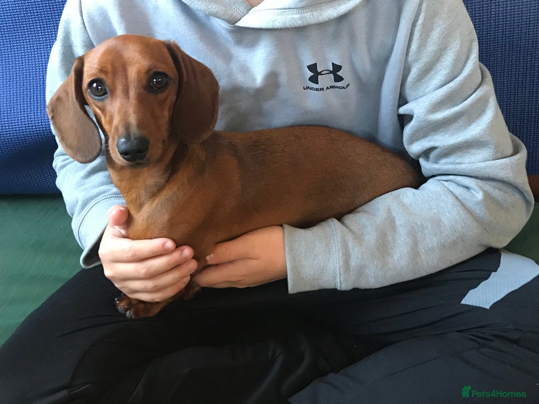 Miniature Dachshund dogs for sale:  PRA clear, Mother is a certified school dog  - Image 8