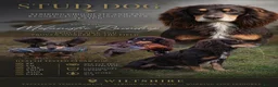 Cocker Spaniel dogs for stud: Quality WCS, fully health tested - Advert 1