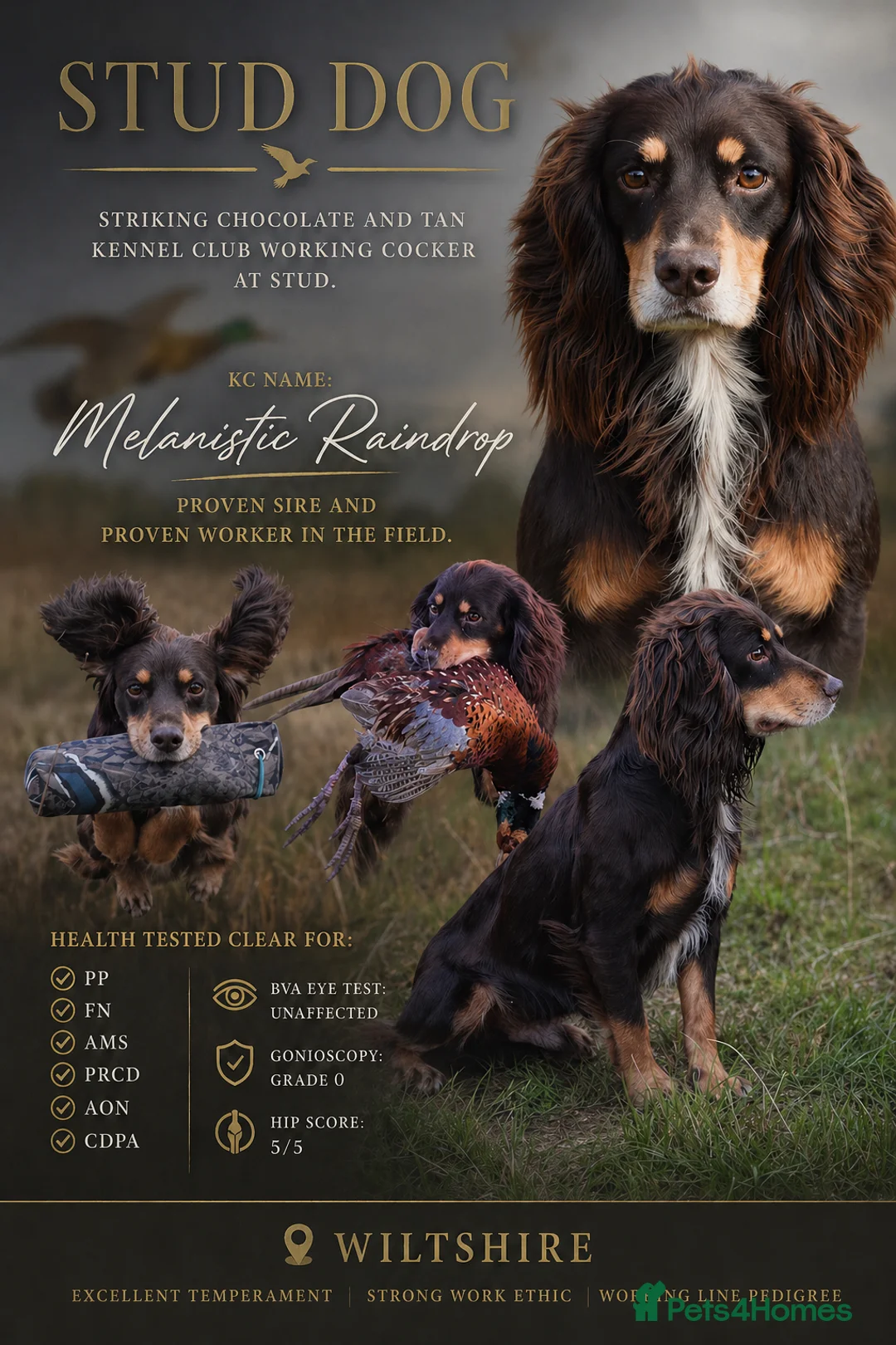Cocker Spaniel dogs for stud: Quality WCS, fully health tested - Advert 1