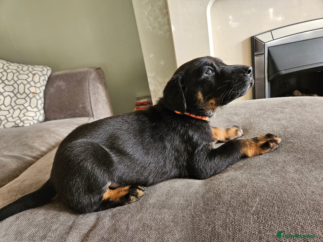 Mixed Breed dogs for sale: Beautiful black German shepherd x doberman  - Advert 18
