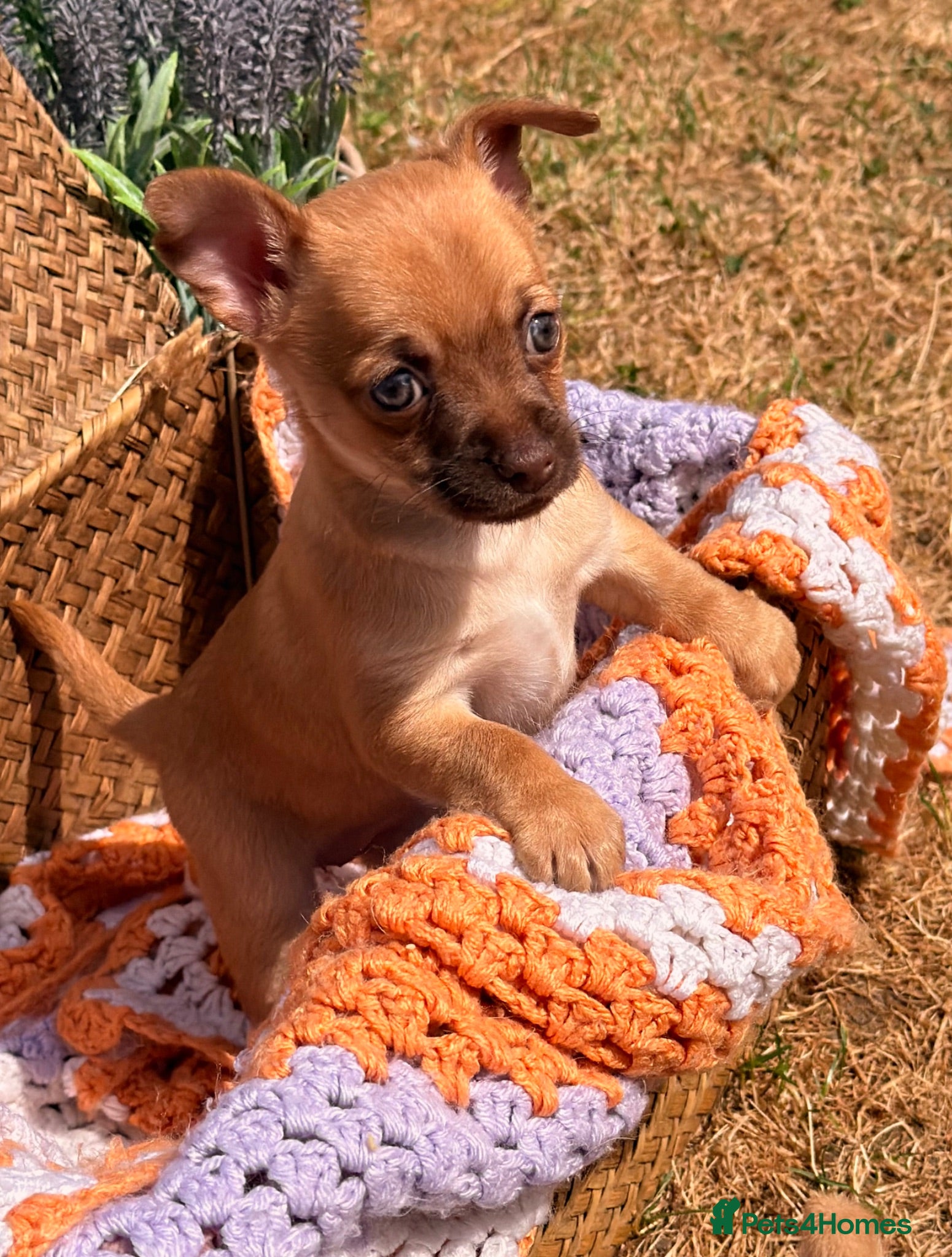 Chihuahua dogs Chihuahua Girl Puppy  - Advert 11