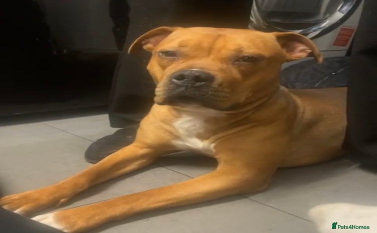 Mixed Breed dogs - Advert 1